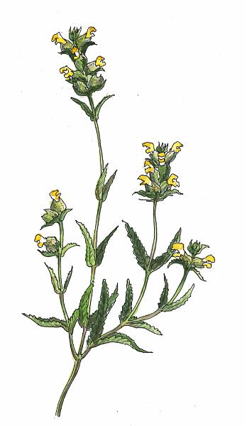 Yellow Rattle.jpg - "Yellow Rattle" - by Jackie Hunt